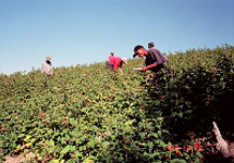 Protea Hill Farm raspberry plantations